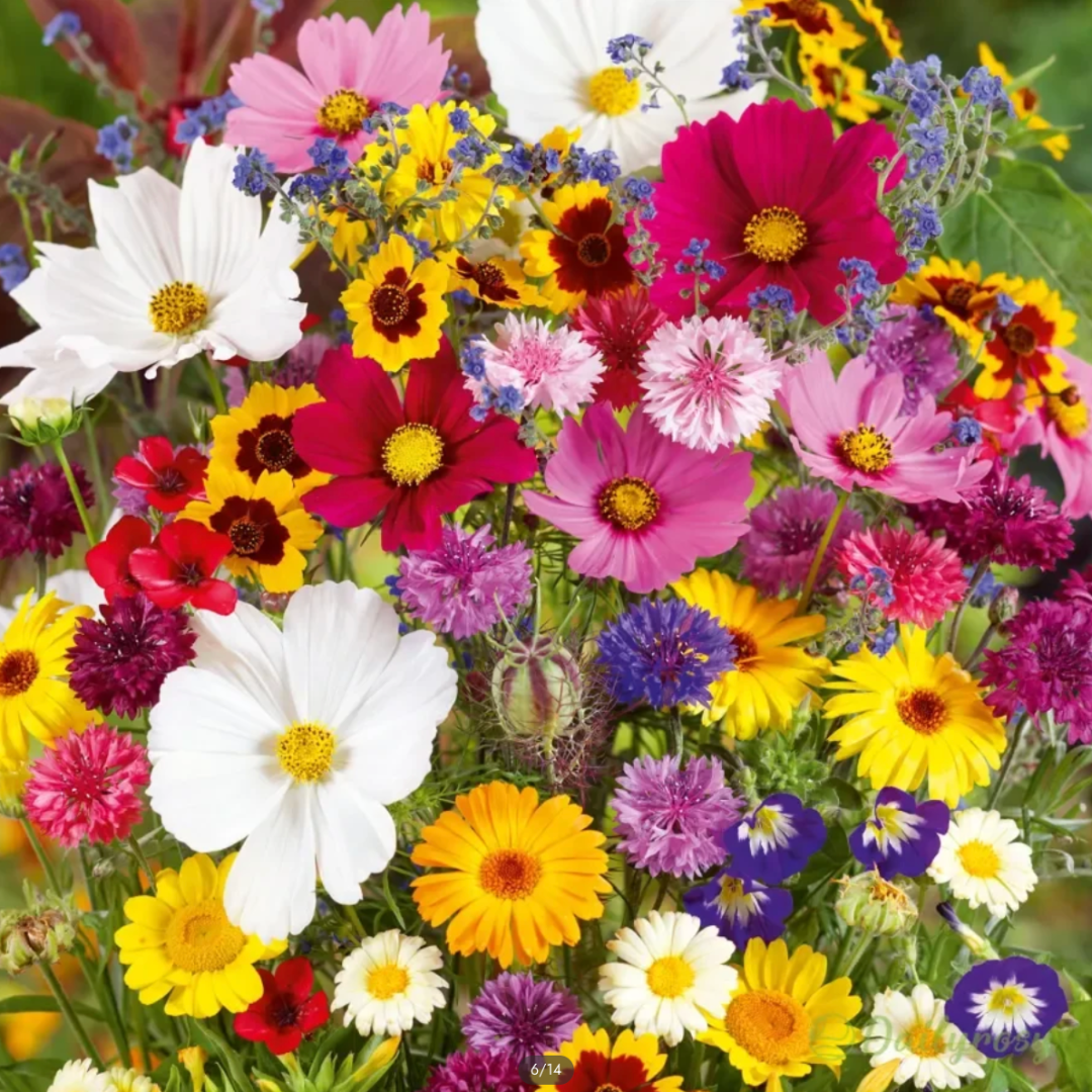 Mélange de Fleurs Vivaces pour Toutes les Saisons