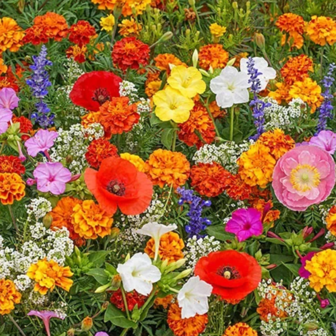 Mélange de Fleurs Vivaces pour Toutes les Saisons