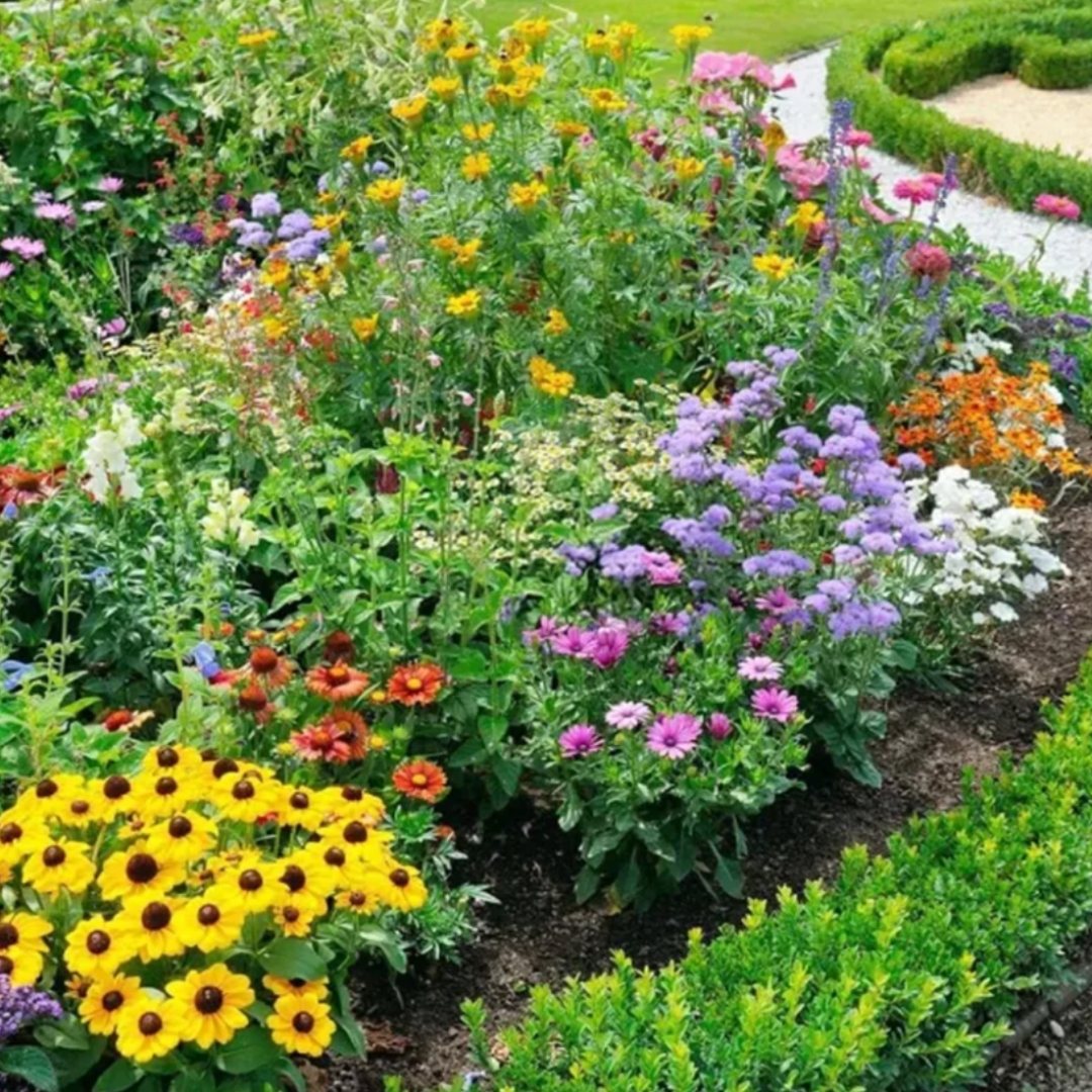 Mélange de Fleurs Vivaces pour Toutes les Saisons